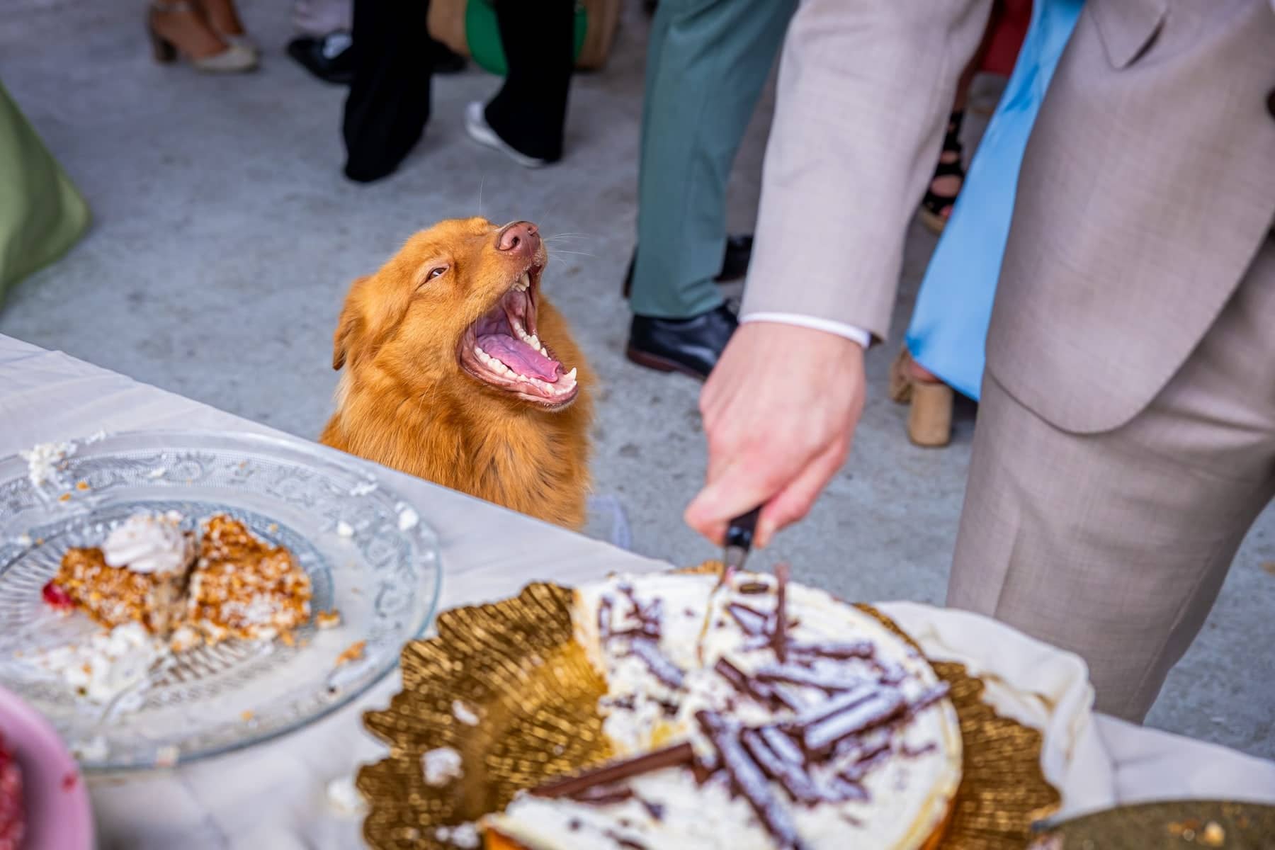 A dog watches open-mouthed as the wedding cake is cut