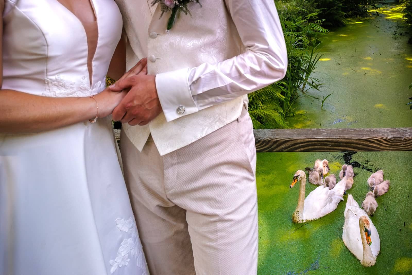 The couple hand in hand by a canal where a family of swans swims